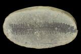 Pecopteris Fern Fossil (Pos/Neg) - Mazon Creek #92286-1